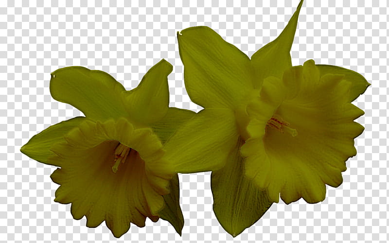 Flower plant yellow petal cattleya, Dendrobium transparent background ...