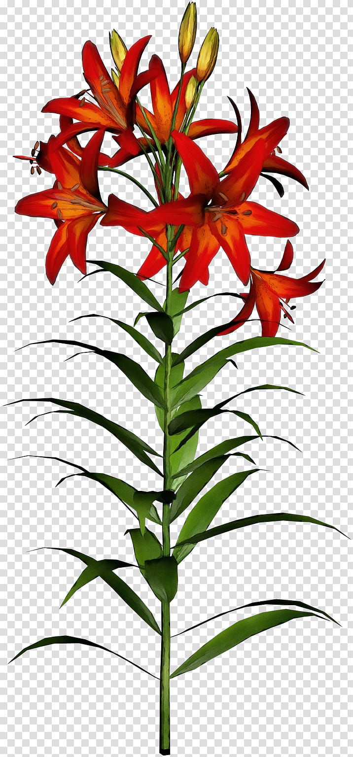 flower plant terrestrial plant pedicel lily, Watercolor, Paint, Wet Ink, Plant Stem, Tiger Lily, Herbaceous Plant, Houseplant transparent background PNG clipart