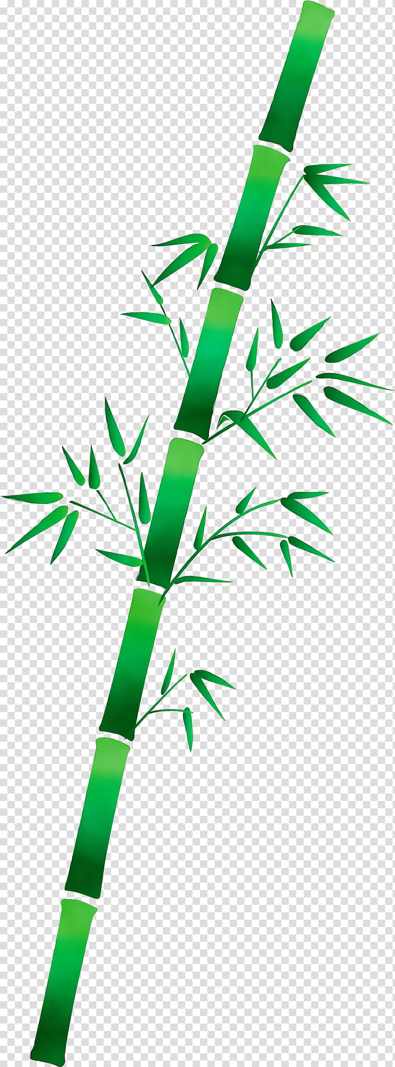 leaf green plant stem plant grass, Bamboo, Watercolor, Paint, Wet Ink, Branch, Tree, Flower transparent background PNG clipart