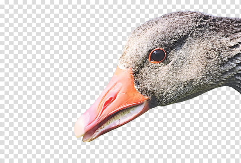 Goose wild animal, Bird, Beak, Water Bird, Duck, Ducks Geese And Swans, Closeup, Waterfowl transparent background PNG clipart