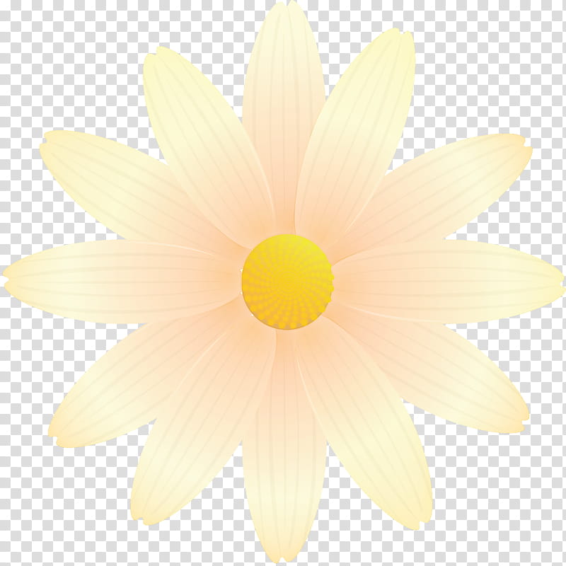 marguerite flower spring flower, White, Yellow, Petal, Plant, Daisy, Gerbera, Sky transparent background PNG clipart