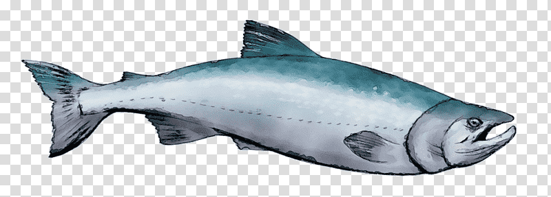 squaliform sharks requiem sharks fish meter animal figurine, Watercolor, Paint, Wet Ink, Biology transparent background PNG clipart