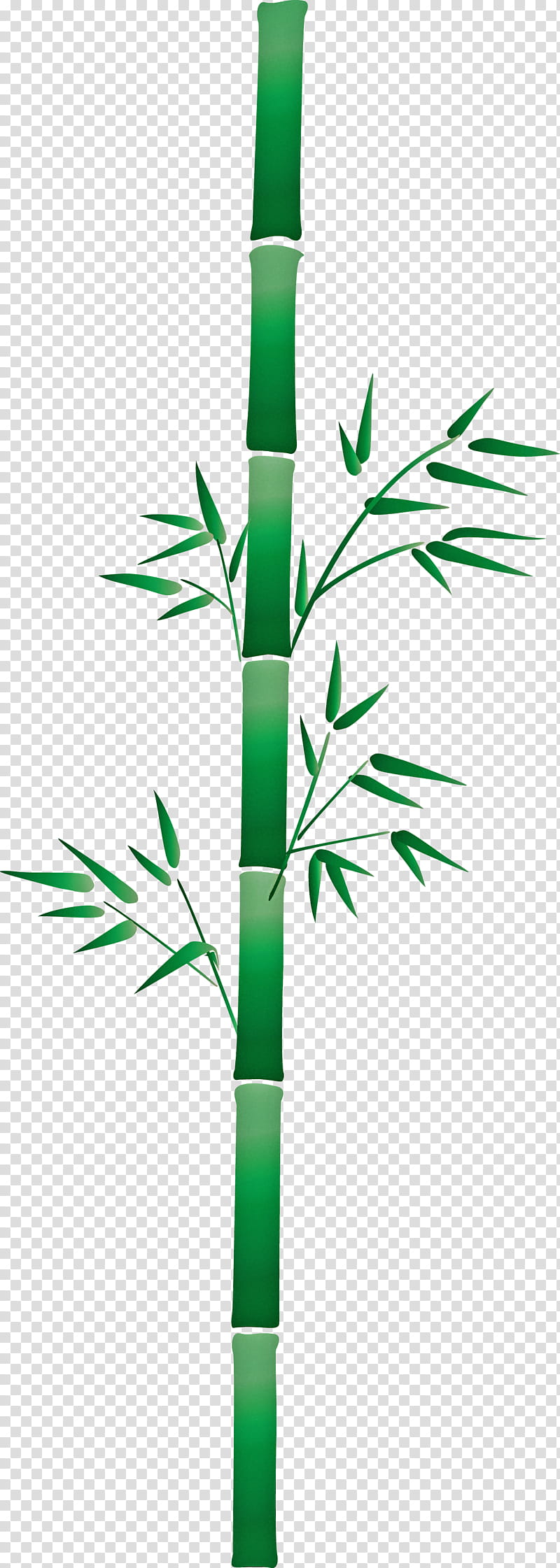 bamboo leaf, Plant, Plant Stem, Grass, Grass Family, Flower, Branch, Elymus Repens transparent background PNG clipart