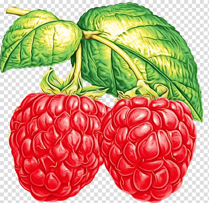 raspberry red raspberry blackberries berry blue raspberry flavor, Watercolor, Paint, Wet Ink, Black Raspberry, Fruit transparent background PNG clipart