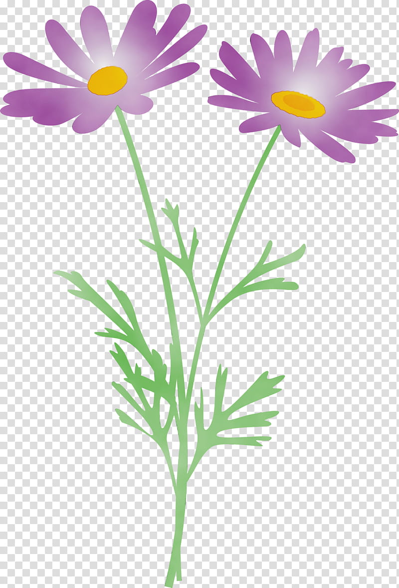 Daisy, Marguerite Flower, Spring Flower, Watercolor, Paint, Wet Ink, Chamomile, Marguerite Daisy transparent background PNG clipart