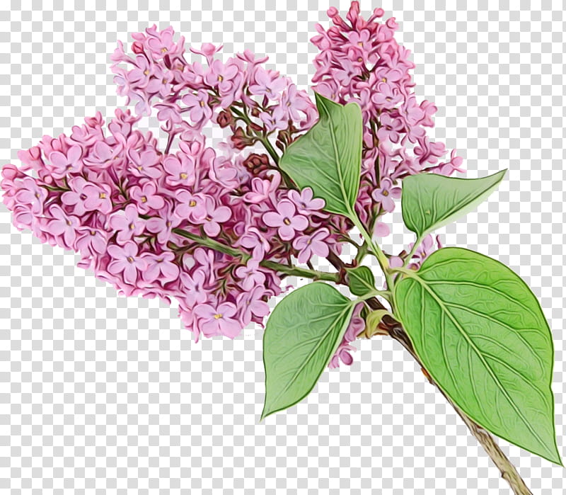 Flower lilac plant lilac tree, Watercolor, Paint, Wet Ink, Buddleia ...