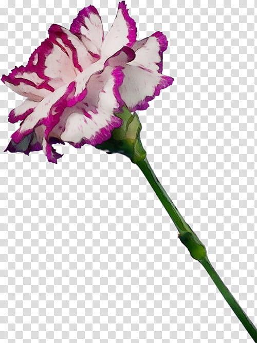 flower cut flowers plant pink carnation, Watercolor, Paint, Wet Ink, Pedicel, Petal, Plant Stem, Dianthus transparent background PNG clipart