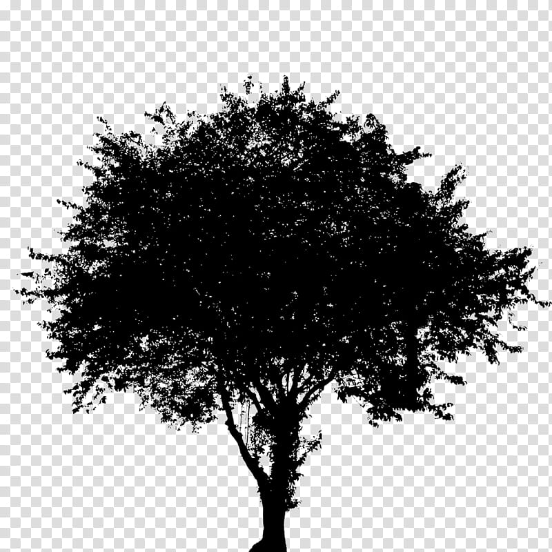 Tree Branch Silhouette, Oak, Plants, Black, White, Woody Plant transparent background PNG clipart