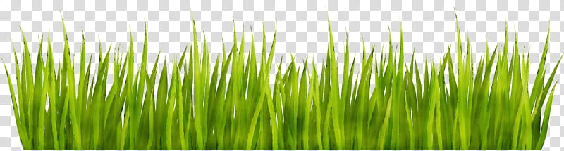 green grass vegetation wheatgrass plant, Watercolor, Paint, Wet Ink, Grass Family, Lawn, Fodder, Grassland transparent background PNG clipart