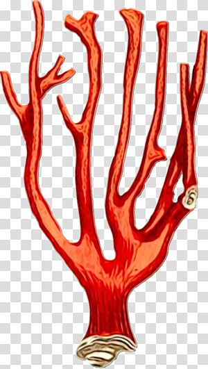 coral reef corals cartoon coral reef fish reef, Watercolor, Paint, Wet Ink, Sea, Tabulate Corals, Drawing transparent background PNG clipart thumbnail