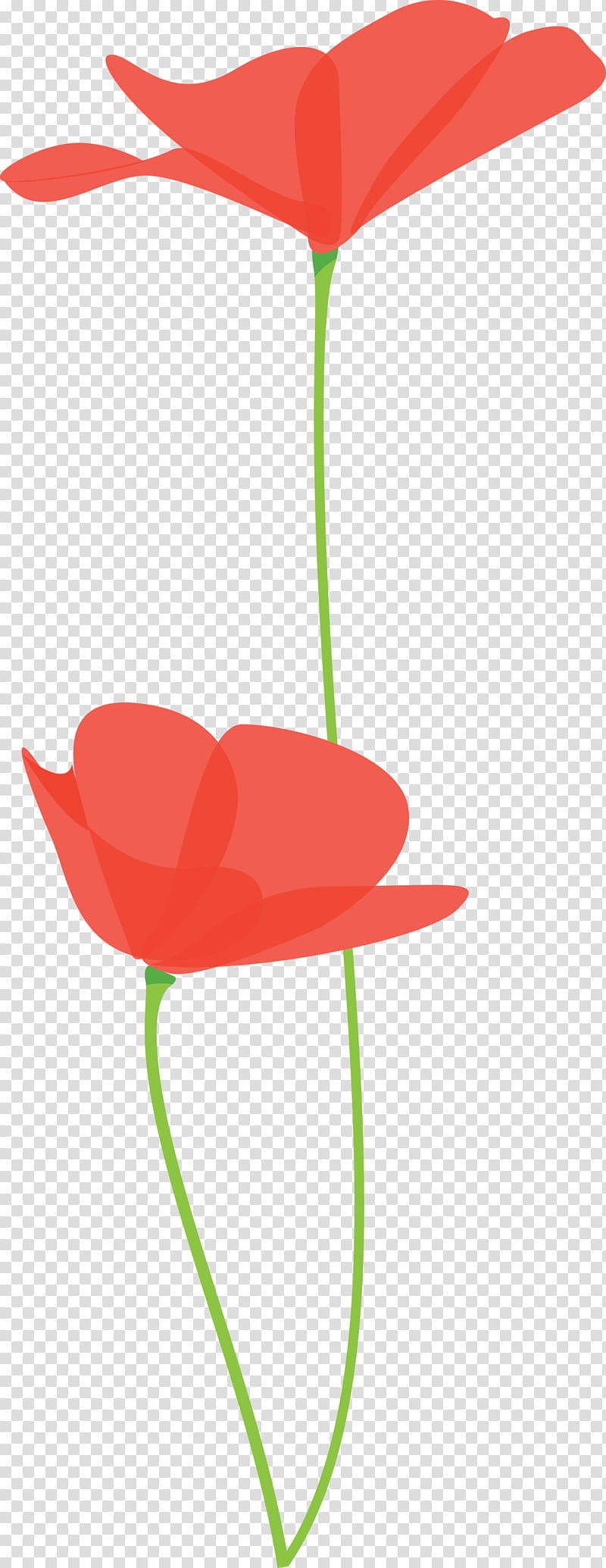 poppy flower, Red, Anthurium, Plant, Tulip, Petal, Coquelicot, Plant Stem transparent background PNG clipart