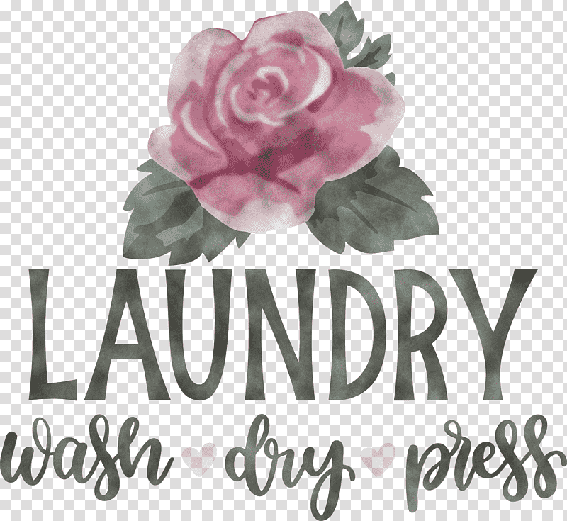 Laundry Wash Dry, Press, Garden Roses, Cut Flowers, Cabbage Rose, Rose Family, Floral Design transparent background PNG clipart