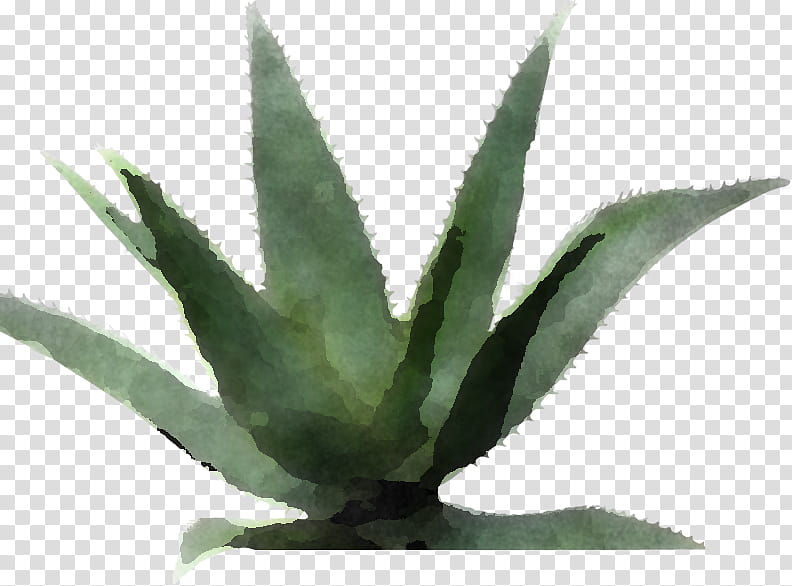 Aloe vera, Agave Tequilana, Agave Azul, Leaf, Aloes, Biology, Science, Plants transparent background PNG clipart