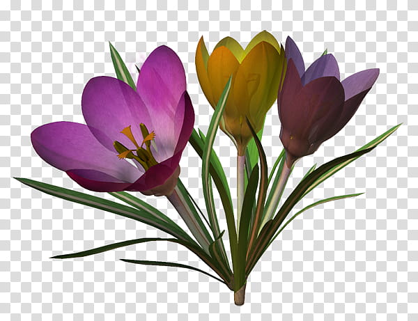 flower crocus crocus m cut flowers, Petal, Purple, Painting, Spring
, Turkish Foundation For Combating Soil Erosion, Slide Show, Internet Forum transparent background PNG clipart