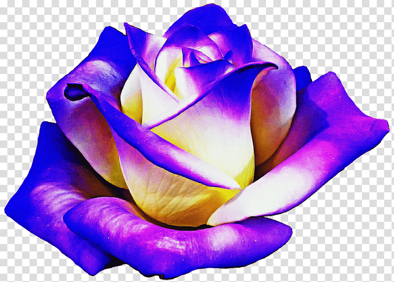 Garden roses, Cut Flowers, Rainbow Rose, Petal, Violet, Rose Family, Closeup transparent background PNG clipart