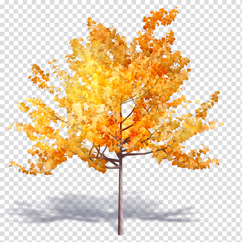 Autumn Leaf Drawing, Autodesk Revit, 3D Computer Graphics, Tree, Computeraided Design, Building Information Modeling, Woody Plant, Orange transparent background PNG clipart