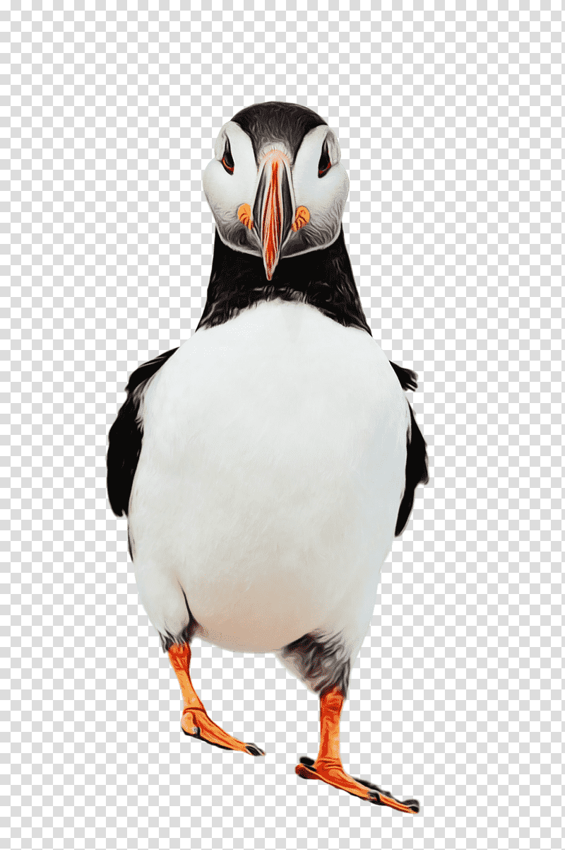 puffins shorebirds penguins beak science, Watercolor, Paint, Wet Ink, Biology transparent background PNG clipart