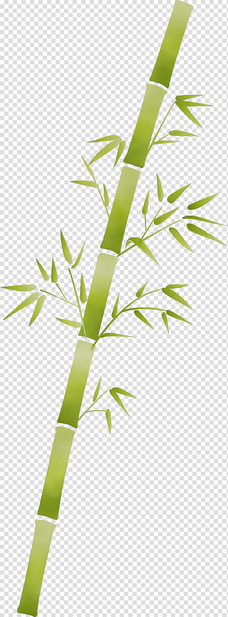 leaf plant plant stem bamboo flower, Watercolor, Paint, Wet Ink, Grass, Grass Family, Tree, Branch transparent background PNG clipart
