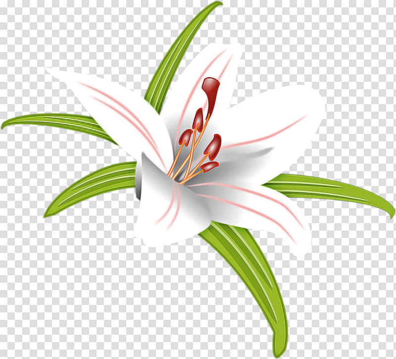 flower lily plant tiger lily petal, Stargazer Lily, Terrestrial Plant, Pedicel, Amaryllis Belladonna, Lily Family, Daylily, Crinum transparent background PNG clipart