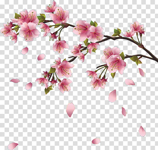 Cherry blossom, Flower, Plant, Petal, Branch, Pink, Spring
, Twig transparent background PNG clipart