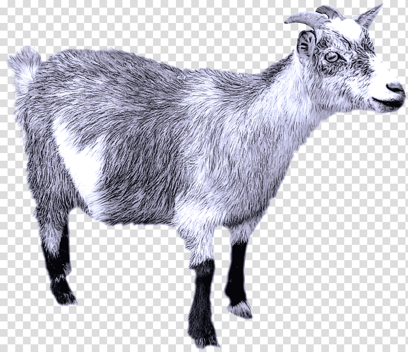 alpine goat jamnapari saanen goat toggenburg goat feral goat, Sheep, Boer Goat, Goats, Goat Meat transparent background PNG clipart