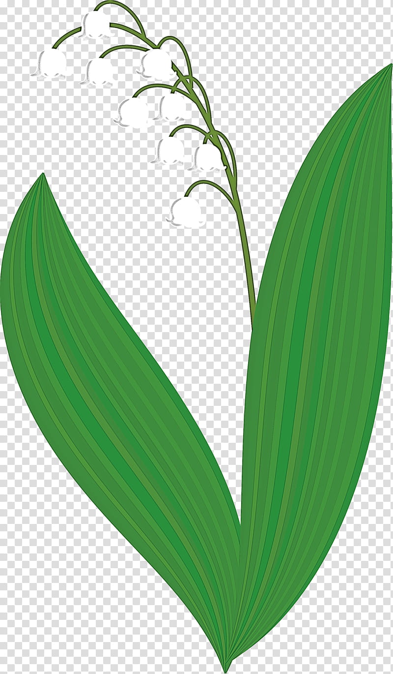 Lily Bell flower, Lily Of The Valley, Leaf, Green, Plant, Grass transparent background PNG clipart