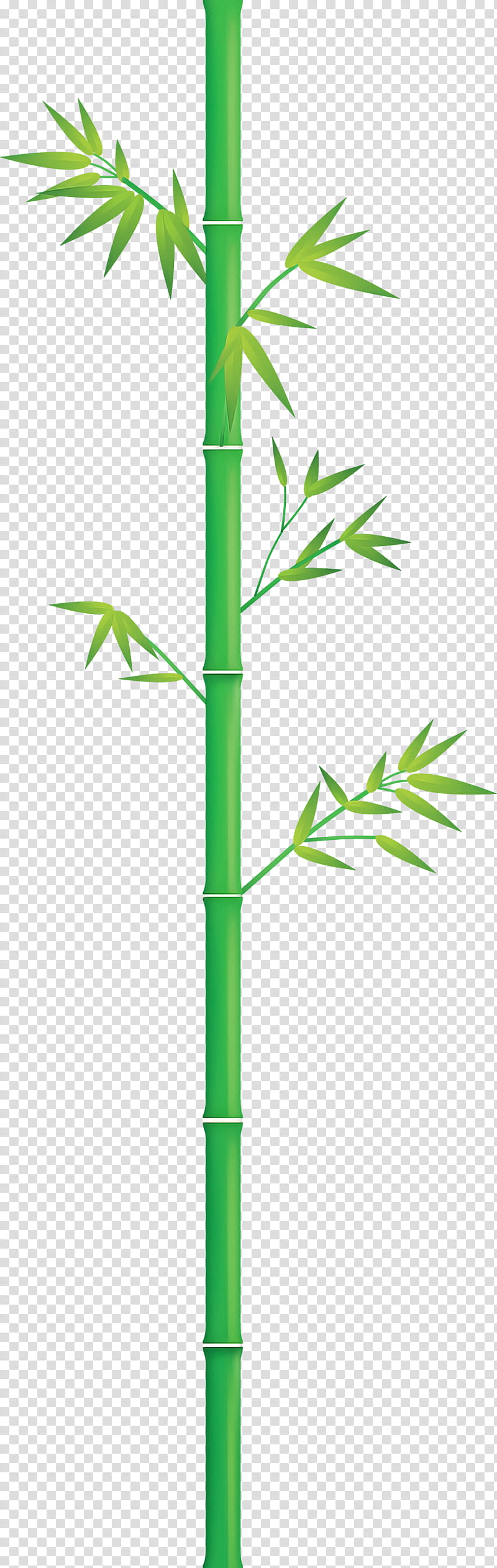 bamboo leaf, Green, Plant Stem, Grass Family, Tree, Hemp Family, Vascular Plant transparent background PNG clipart