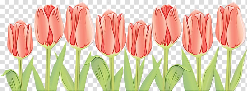 tulip flower petal pink cut flowers, Watercolor, Paint, Wet Ink, Lady Tulip, Plant, Bud, Plant Stem transparent background PNG clipart