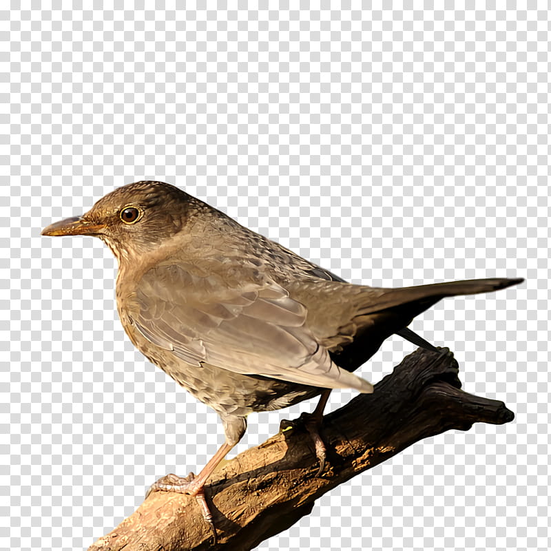 Feather, House Sparrow, Birds, Common Blackbird, Crows, House Finch, Beak, Juncos transparent background PNG clipart