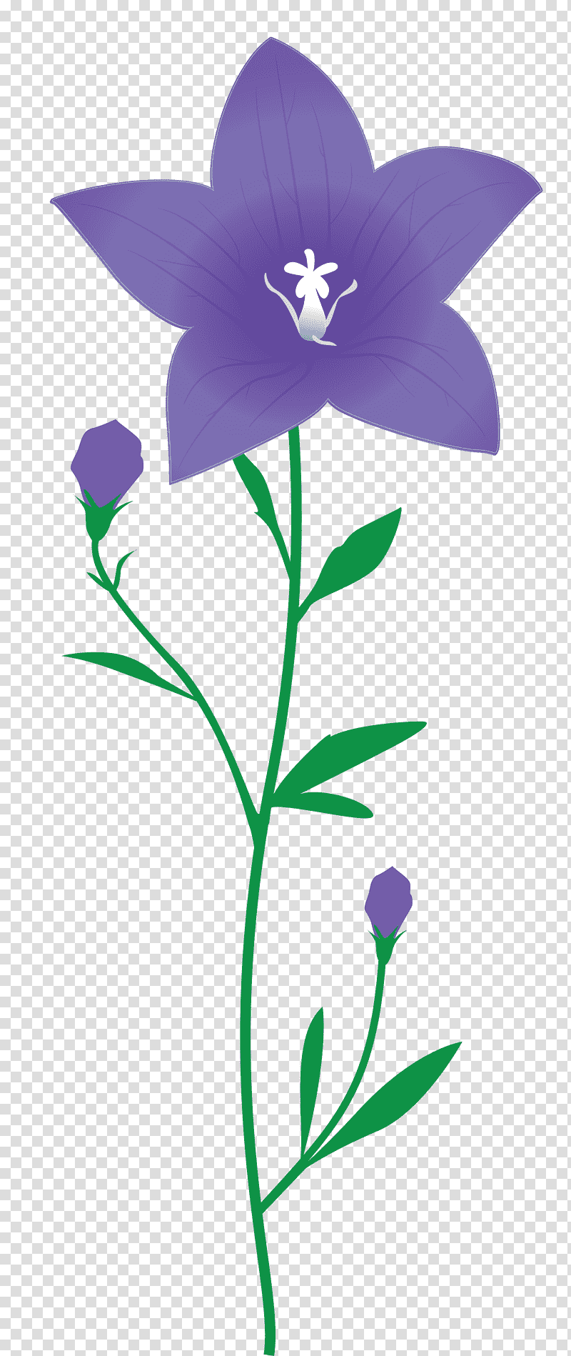 balloon flower, Plant Stem, Bellflower Family, Violet, Leaf, Petal, Lavender transparent background PNG clipart