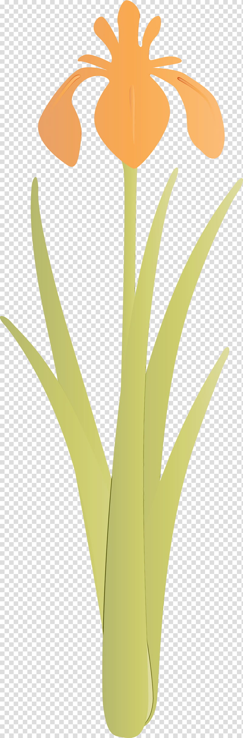 yellow leaf plant grass family flower, Iris Flower, Spring Flower, Watercolor, Paint, Wet Ink, Terrestrial Plant, Plant Stem transparent background PNG clipart