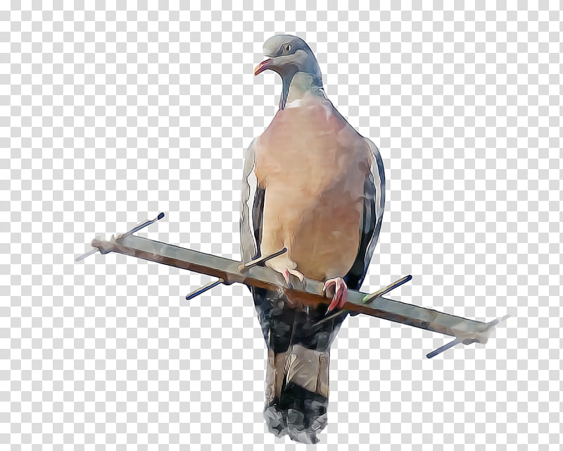 Feather, Columbidae, Dove, Birds, Homing Pigeon, Release Dove, Beak, Bird Of Prey transparent background PNG clipart