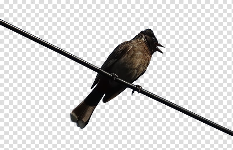 Feather, Beak, Passerine, Ranged Weapon, Birds, Science, Biology transparent background PNG clipart Feather, Beak, Passerine, Ranged Weapon, Birds, Science, Biology transparent background PNG clipart