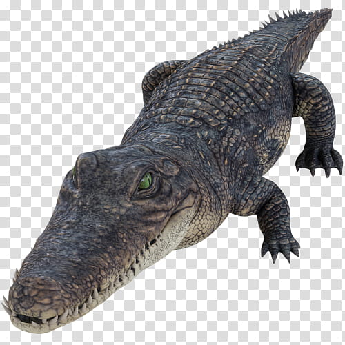 Reptile alligator crocodilia crocodile american alligator, Saltwater  Crocodile, Nile Crocodile, American Crocodile, Animal Figure, Scaled  Reptile transparent background PNG clipart