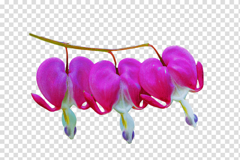 flower seed lilac m touch-me-not dandelion, Touchmenot, Distance, Wydawnictwa Szkolne I Pedagogiczne, Handbag, Plants, Science transparent background PNG clipart