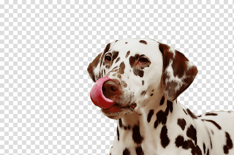 dalmatian pug havanese dog puppy non-sporting group, Watercolor, Paint, Wet Ink, Nonsporting Group, Companion Dog, Breed transparent background PNG clipart
