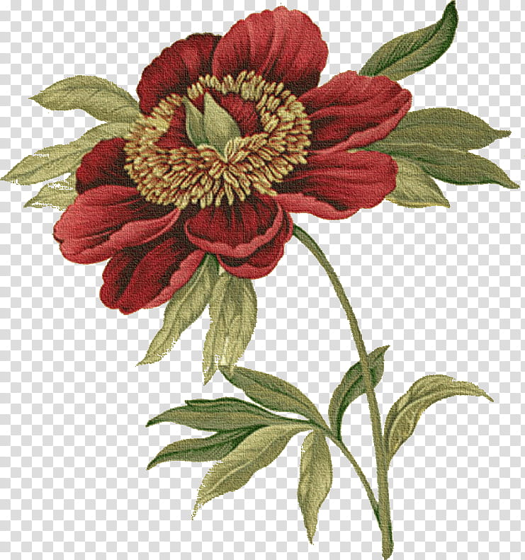 flower plant petal cut flowers gazania, Drawing Flower, Watercolor Flower, Floral Drawing, Common Peony, Common Zinnia transparent background PNG clipart