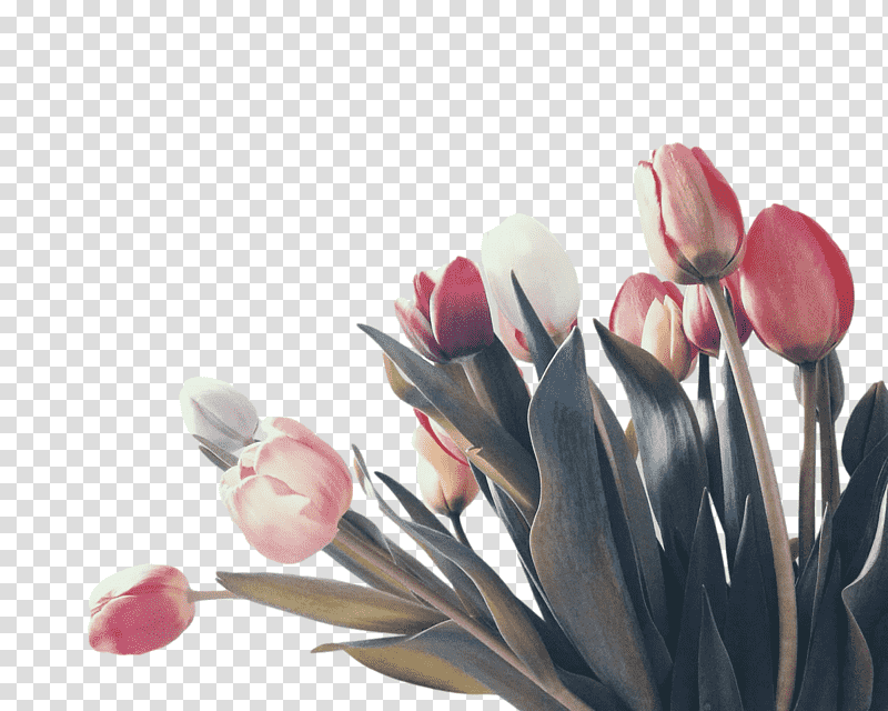 Artificial flower, Petal, Tulip, Bud, Floral Design, Cut Flowers, Floriculture transparent background PNG clipart