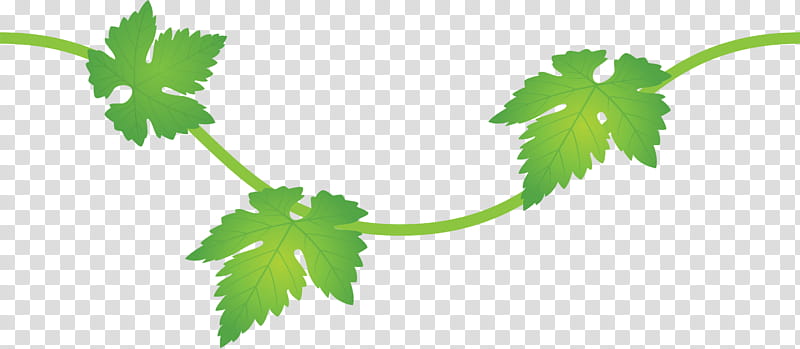 Grapes Leaf leaf, Plant, Flower, Herbal, Plant Stem, Plane, Parsley, Vitis transparent background PNG clipart