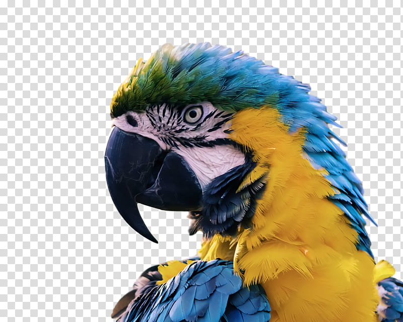 Feather, Parrots, Birds, Budgerigar, Scarlet Macaw, Blueandyellow Macaw, Cockatiel, Parakeet transparent background PNG clipart