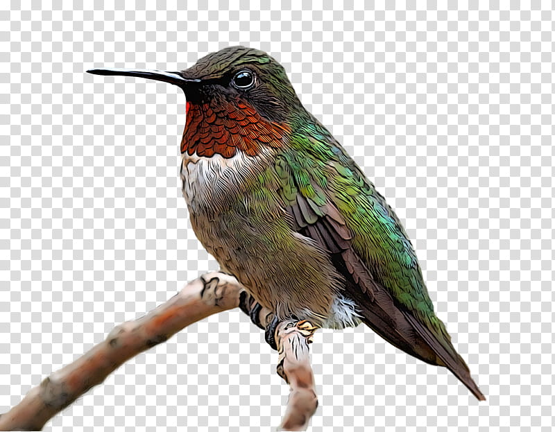 bird, Hummingbird, Beak, Rufous Hummingbird, Jacamar, Coraciiformes, Cuculiformes, Cuckoo transparent background PNG clipart