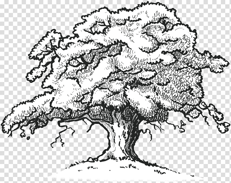 Oak Tree Drawing, White Oak, Northern Red Oak, Southern Live Oak, Line Art, Painting, Plant transparent background PNG clipart