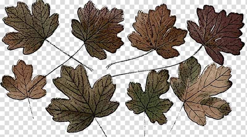 Plane, Leaf, Plant, Flower, Black Maple, Tree, Cinquefoil, Bloodrootsanguinaria Canadensis transparent background PNG clipart