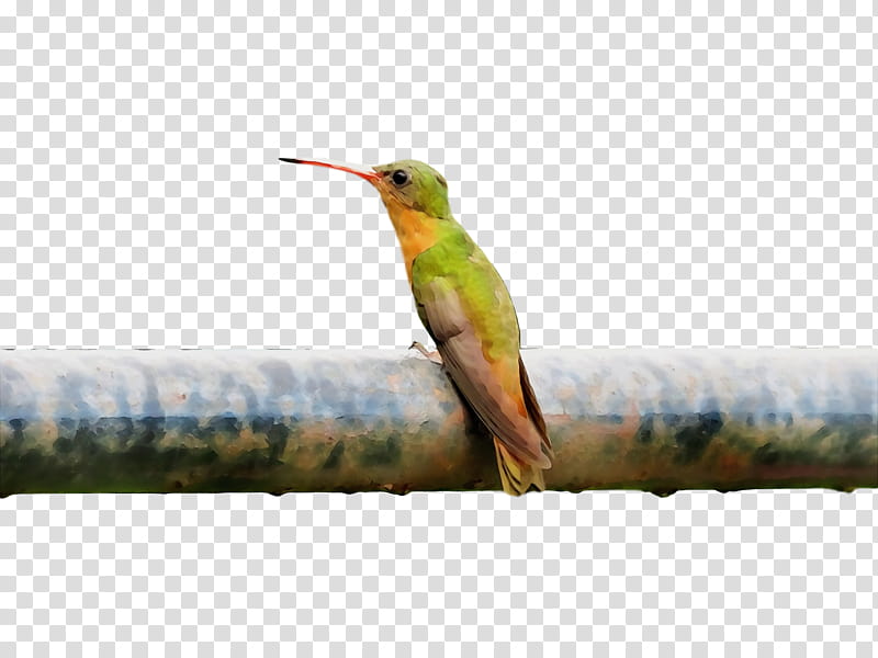 Hummingbird, Watercolor, Paint, Wet Ink, Beak, Rufous Hummingbird, Coraciiformes, Wildlife transparent background PNG clipart
