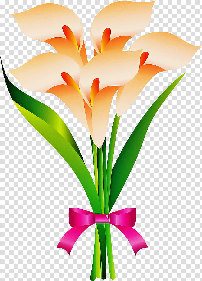 Calla flower, Orange, Petal, Cut Flowers, Plant, Pedicel, Plant Stem, Lily transparent background PNG clipart