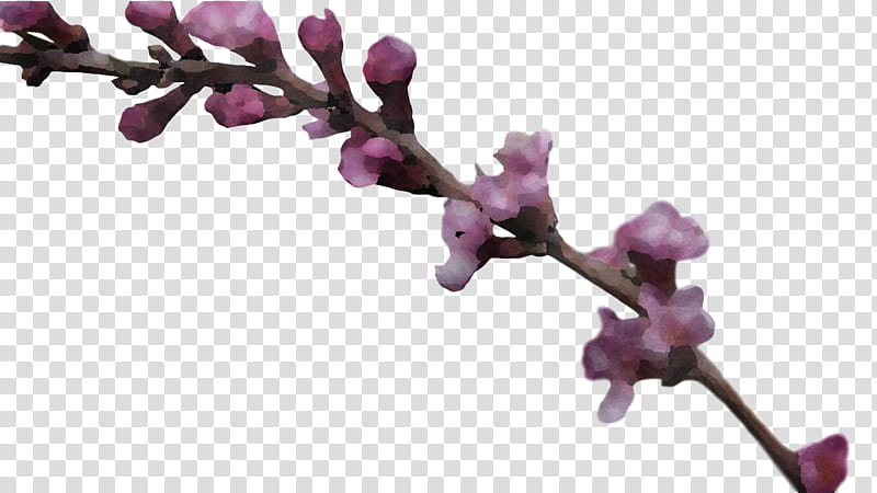 spring flower spring floral flowers, Red Bud, Redbud, Lilac, Plant, Branch, Twig, Tree transparent background PNG clipart