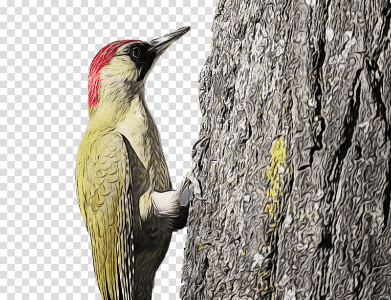woodpeckers piciformes beak tree biology, Watercolor, Paint, Wet Ink, Science transparent background PNG clipart
