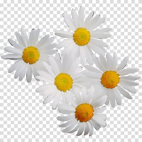Artificial flower, Watercolor, Paint, Wet Ink, Daisy, Oxeye Daisy, Mayweed, Marguerite Daisy transparent background PNG clipart