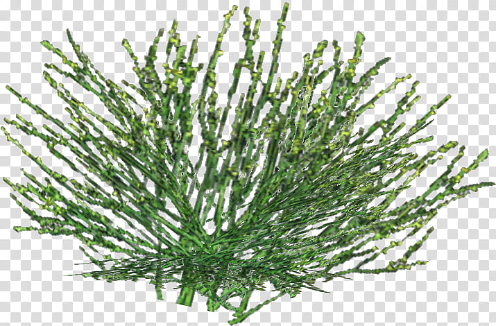 Rosemary, White Pine, Plant, Red Juniper, River Juniper, Red Pine, American Larch, Aquarium Decor transparent background PNG clipart