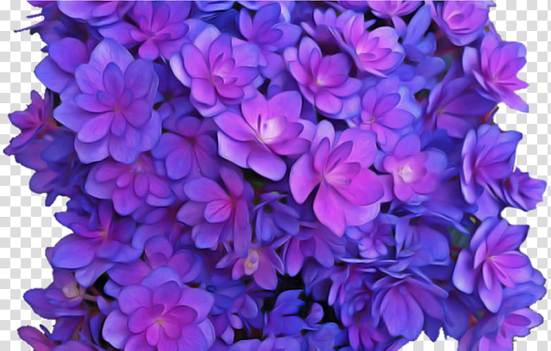 flower violet wreath blue purple, Cut Flowers, Vase, French Hydrangea, Petal, Lilac transparent background PNG clipart